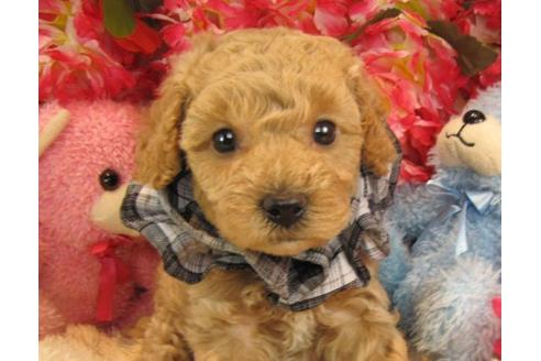 成約済の茨城県のトイプードル-14728の2枚目