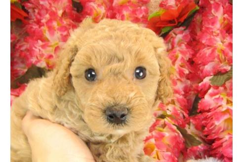 成約済の茨城県のトイプードル-14728の3枚目