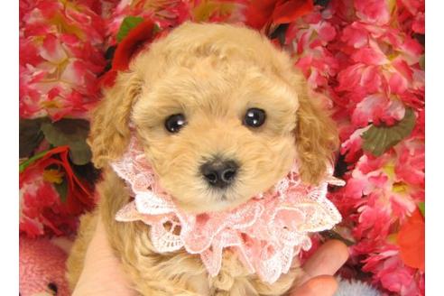 成約済の茨城県のトイプードル-14729の1枚目