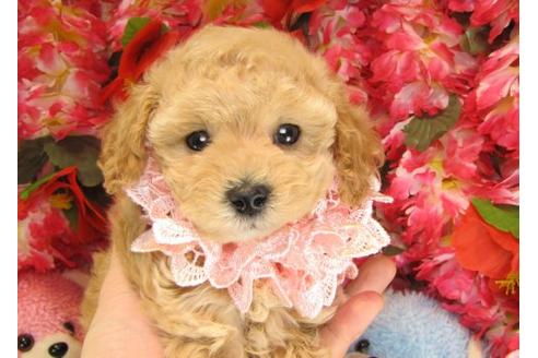 成約済の茨城県のトイプードル-14729の2枚目