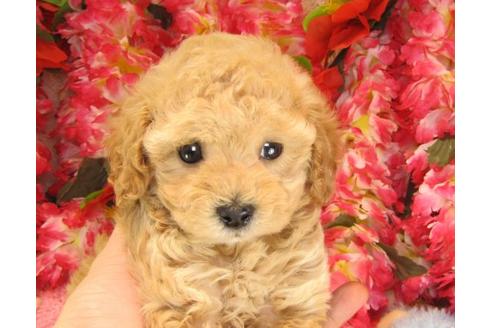 成約済の茨城県のトイプードル-14729の3枚目