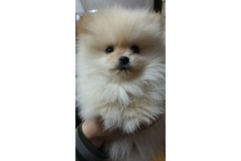 成約済の福岡県のポメラニアン-14733の2枚目