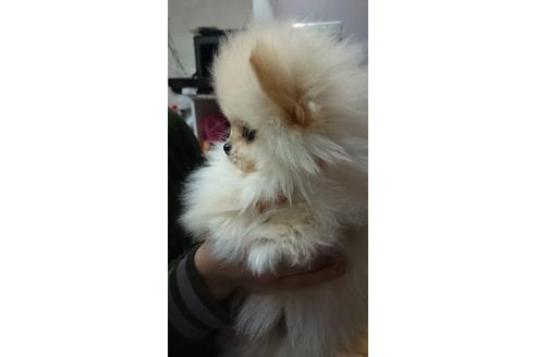 成約済の福岡県のポメラニアン-14733の1枚目