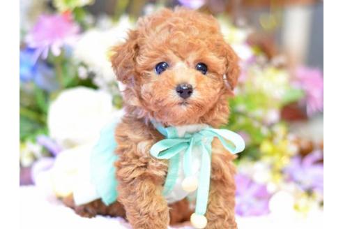 成約済の埼玉県のトイプードル-13165の1枚目