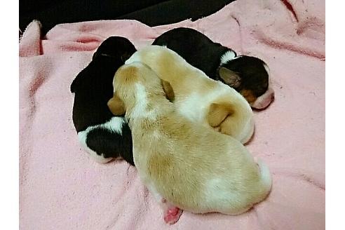 成約済の愛知県のビーグル-14759の2枚目