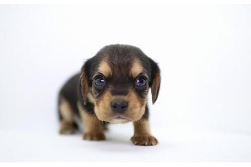 成約済の愛知県のミックス犬-14760の3枚目