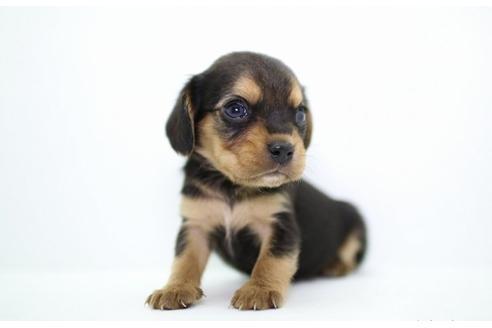 成約済の愛知県のミックス犬-14760の2枚目