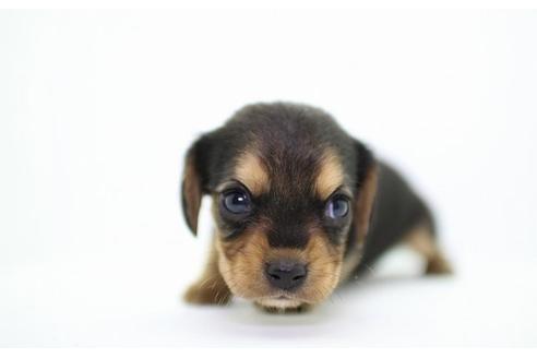 成約済の愛知県のミックス犬-14760の1枚目