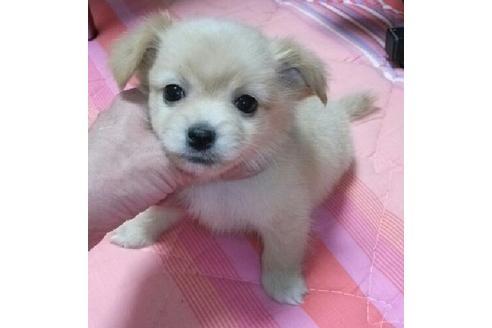 成約済の岐阜県のミックス犬-14764の5枚目
