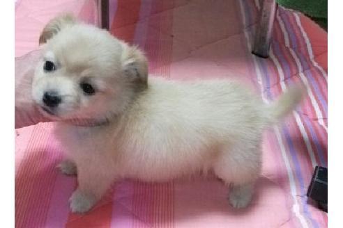 成約済の岐阜県のミックス犬-14764の4枚目