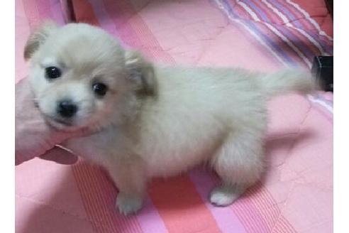 成約済の岐阜県のミックス犬-14764の3枚目