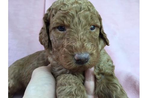 成約済の茨城県のスタンダードプードル-14772の1枚目