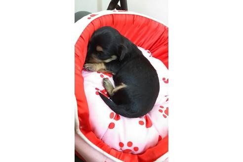成約済の奈良県のミニチュアダックスフンド-14790の1枚目