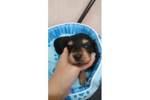 成約済の奈良県のミニチュアダックスフンド-14791の3枚目