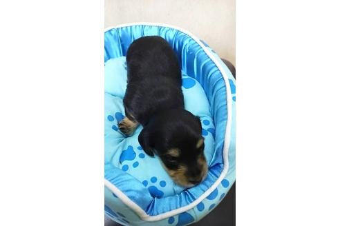 成約済の奈良県のミニチュアダックスフンド-14791の1枚目