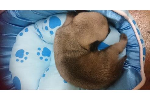 成約済の奈良県のパグ-14793の1枚目