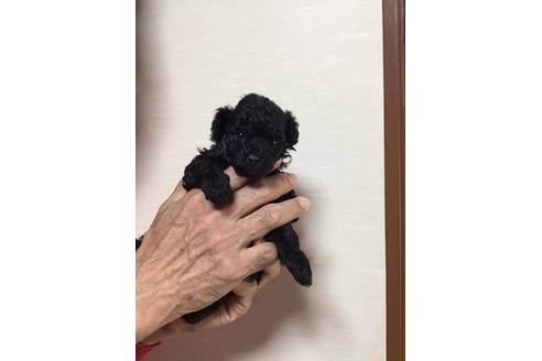 成約済の福岡県のトイプードル-14798の1枚目