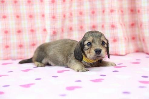 成約済の大分県のカニンヘンダックスフンド-14855の3枚目