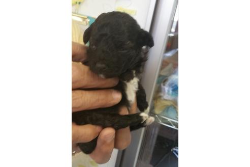 成約済の滋賀県のミックス犬-14867の1枚目