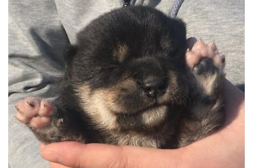 成約済の長崎県の柴犬-14892の1枚目