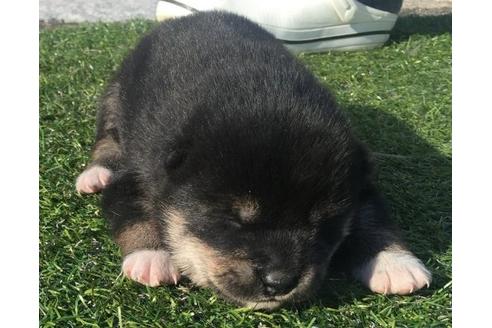 成約済の長崎県の柴犬-14892の3枚目