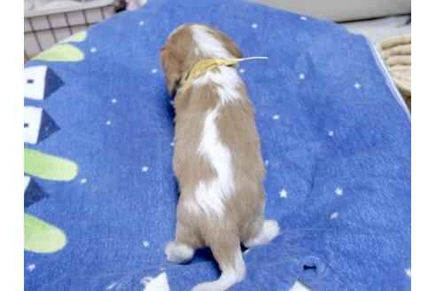 成約済の埼玉県のキャバリアキングチャールズスパニエル-14268の3枚目