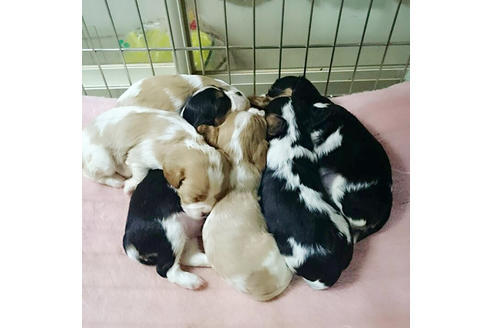 成約済の愛知県のキャバリアキングチャールズスパニエル-14906の1枚目