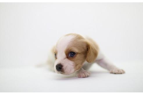成約済の愛知県のミックス犬-14908の2枚目