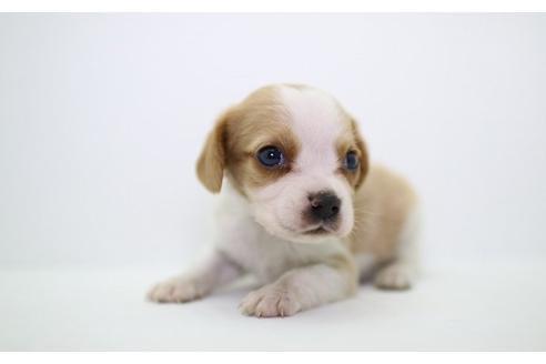 成約済の愛知県のミックス犬-14908の1枚目