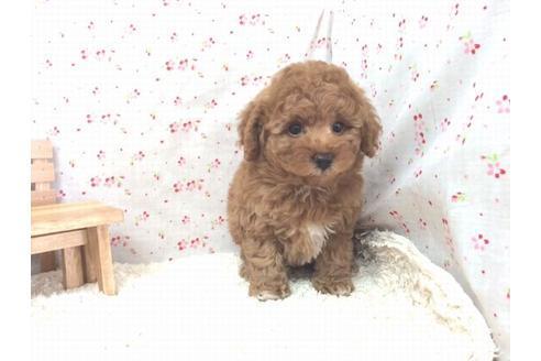 成約済の滋賀県のトイプードル-14911の2枚目