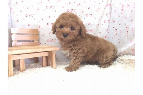 成約済の滋賀県のトイプードル-14911の1枚目