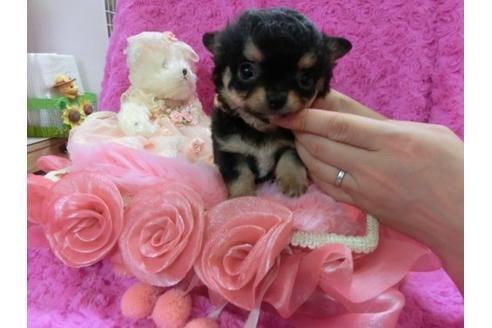 成約済の京都府のチワワ-14912の2枚目