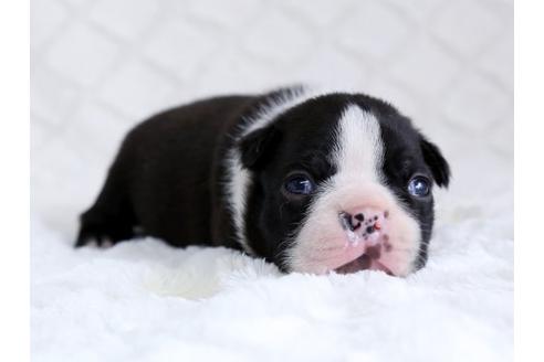 成約済の栃木県のボストンテリア-14920の1枚目