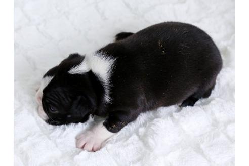 成約済の栃木県のボストンテリア-14920の3枚目