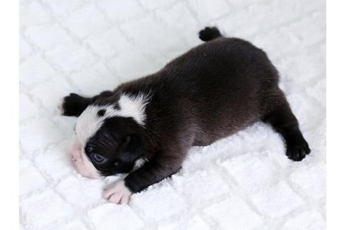 成約済の栃木県のボストンテリア-14921の3枚目