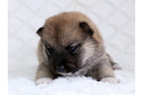 成約済の栃木県の柴犬-14922の1枚目