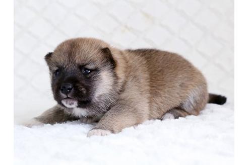 成約済の栃木県の柴犬-14922の3枚目