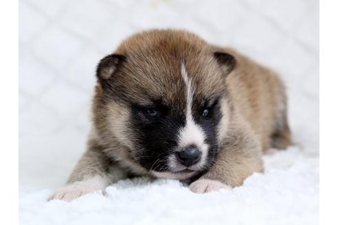 成約済の栃木県の柴犬-14923の1枚目