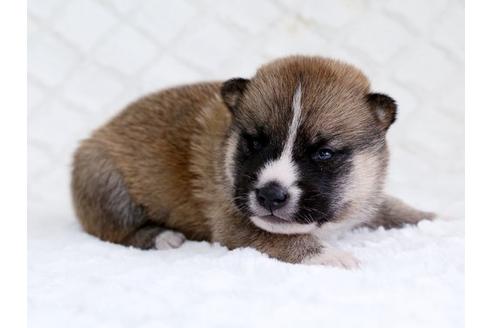 成約済の栃木県の柴犬-14923の2枚目