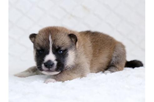 成約済の栃木県の柴犬-14923の3枚目