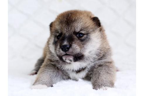 成約済の栃木県の柴犬-14924の3枚目