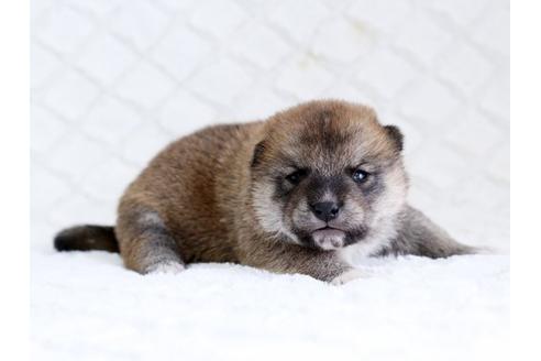 成約済の栃木県の柴犬-14924の1枚目