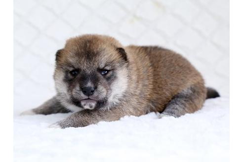成約済の栃木県の柴犬-14924の2枚目