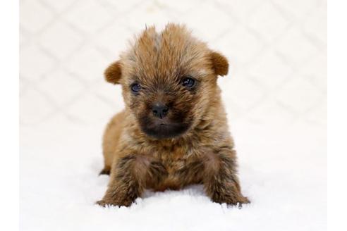 成約済の栃木県のノーフォークテリア-14925の2枚目
