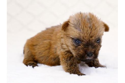 成約済の栃木県のノーフォークテリア-14925の3枚目