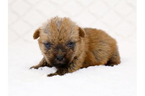 成約済の栃木県のノーフォークテリア-14925の1枚目
