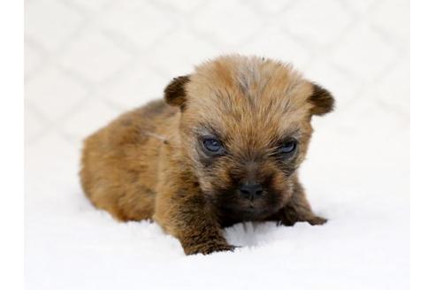 成約済の栃木県のノーフォークテリア-14926の1枚目