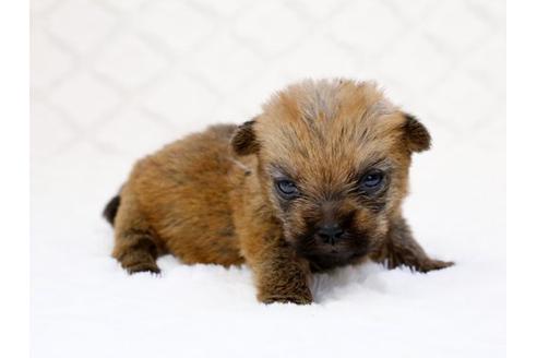 成約済の栃木県のノーフォークテリア-14926の2枚目