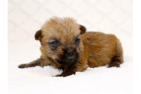 成約済の栃木県のノーフォークテリア-14926の3枚目