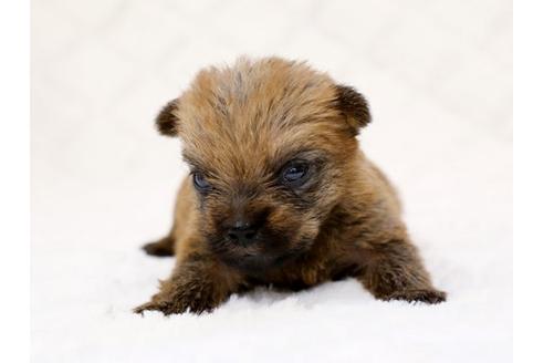 成約済の栃木県のノーフォークテリア-14927の1枚目